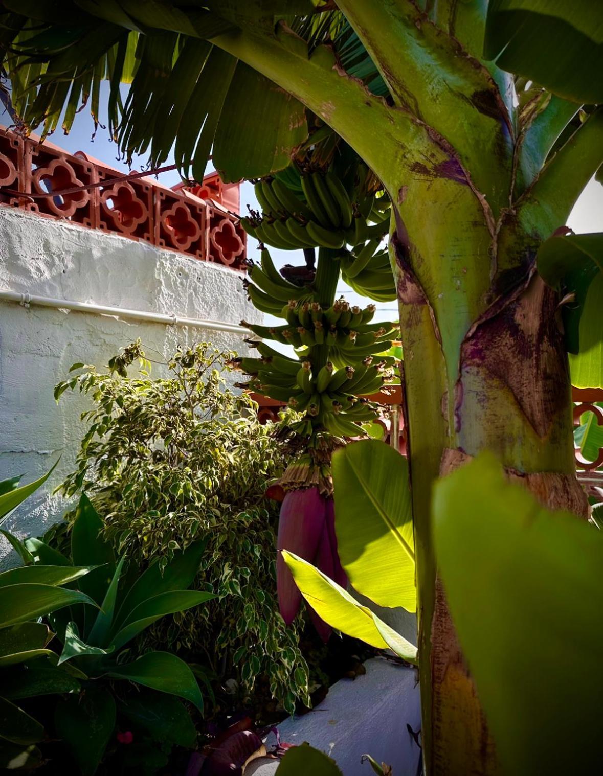 Casa Cucu Villa Tazacorte Dış mekan fotoğraf